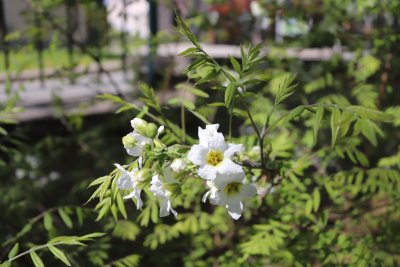 Xanthoceras sorbifolia - žlutoroh jeřábovitý - v květu